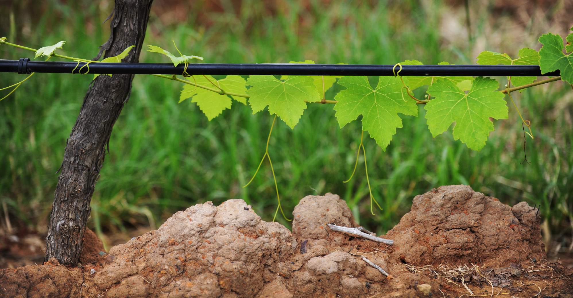 Tintilla grape vine and earth
