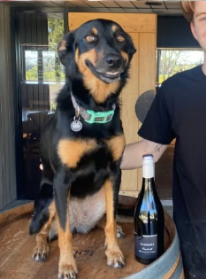 Dog-Friendly Wine and Olive Tasting: Visiting Tintilla Estate with Your Dog