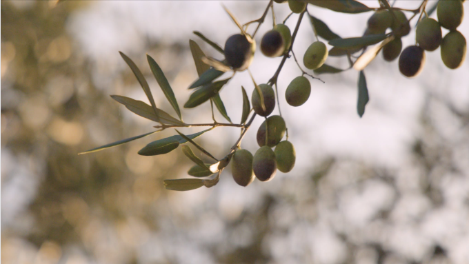 From Grove to Table: The Story of Tintilla Estate’s Olives